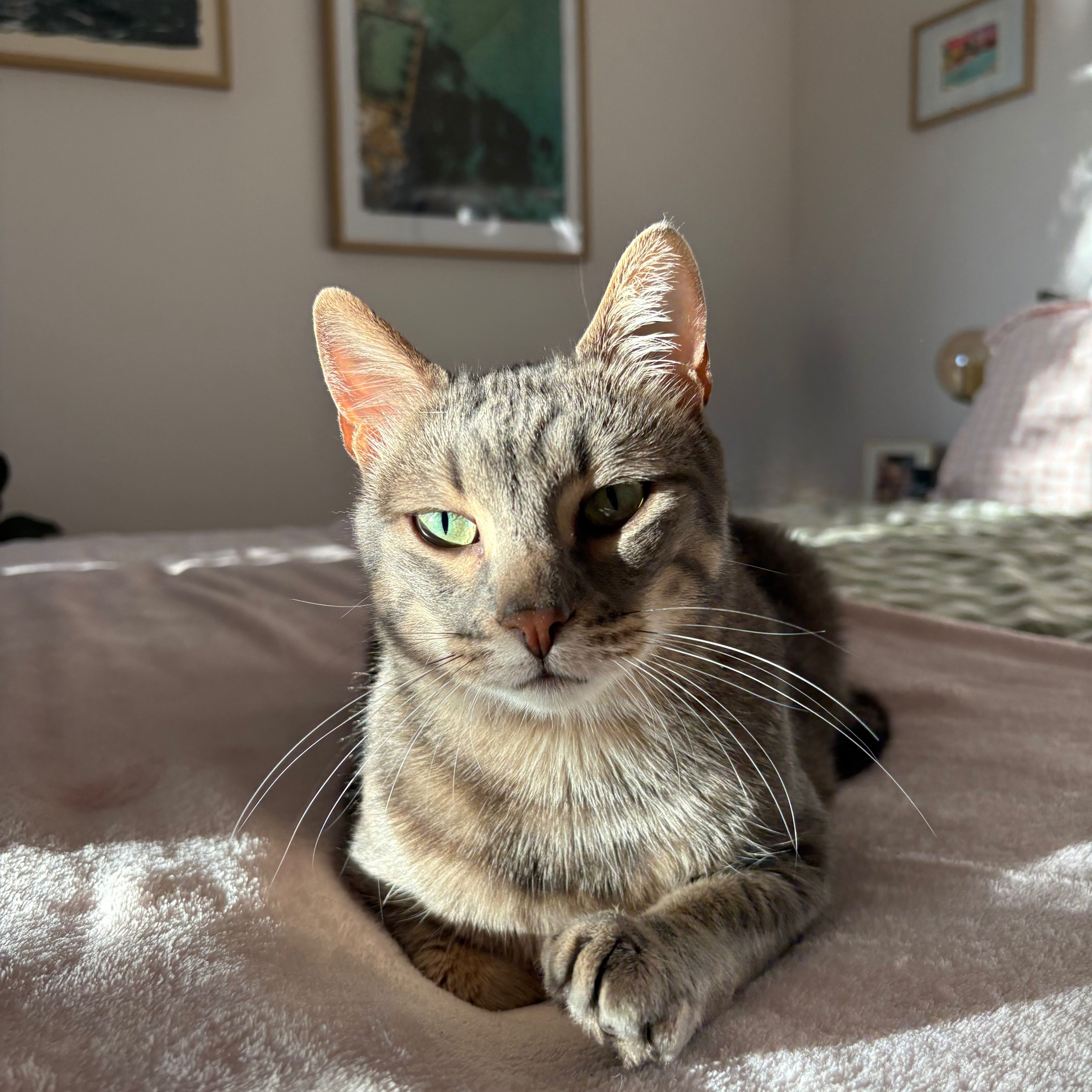 Zeus