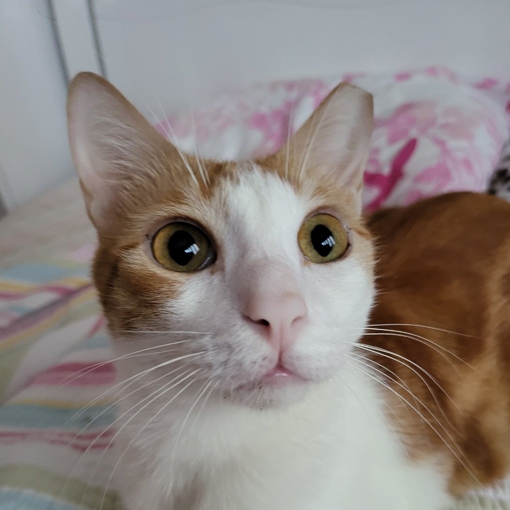 Absy