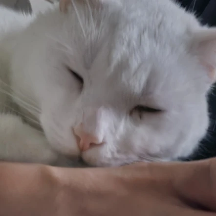 Snowball
