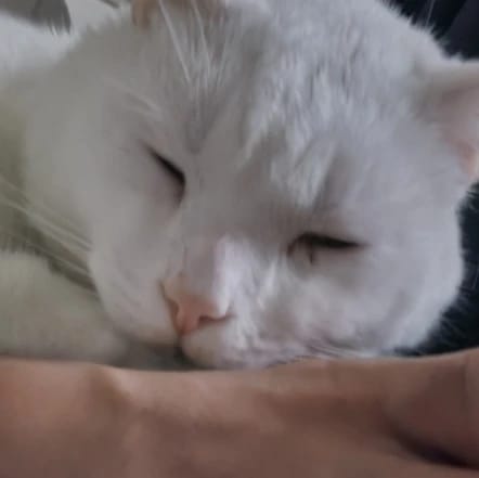 Snowball