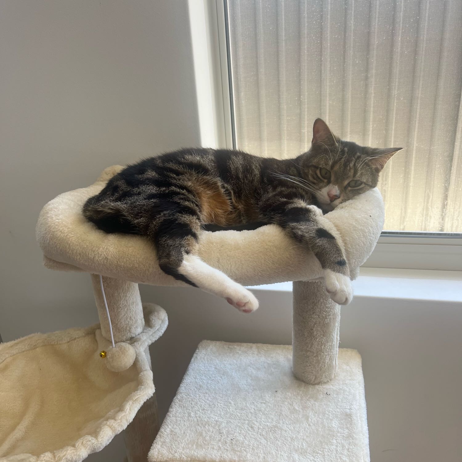 Indiana (Indi)