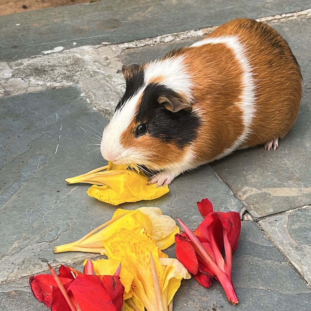 Titico