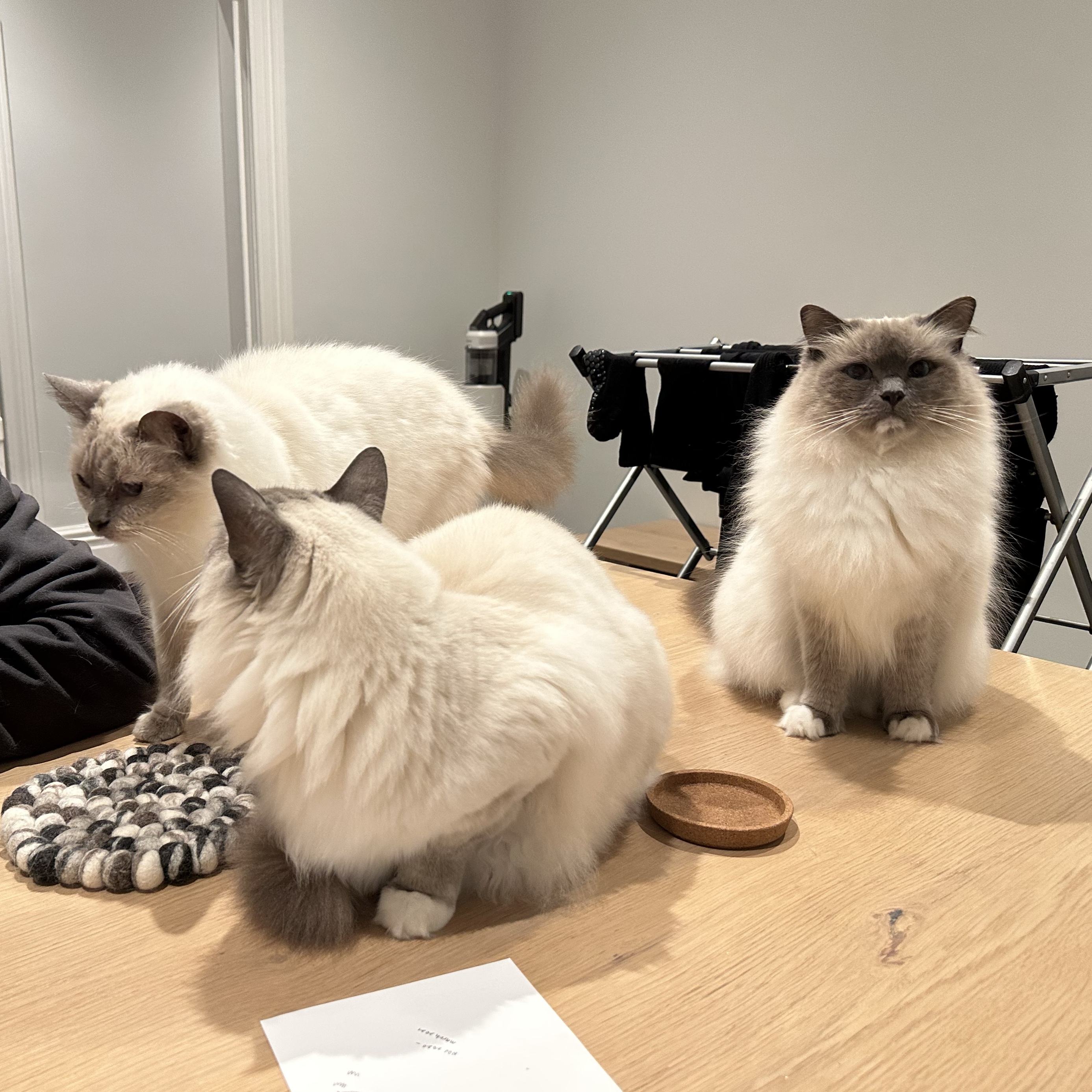 Lou, Saff & Luna