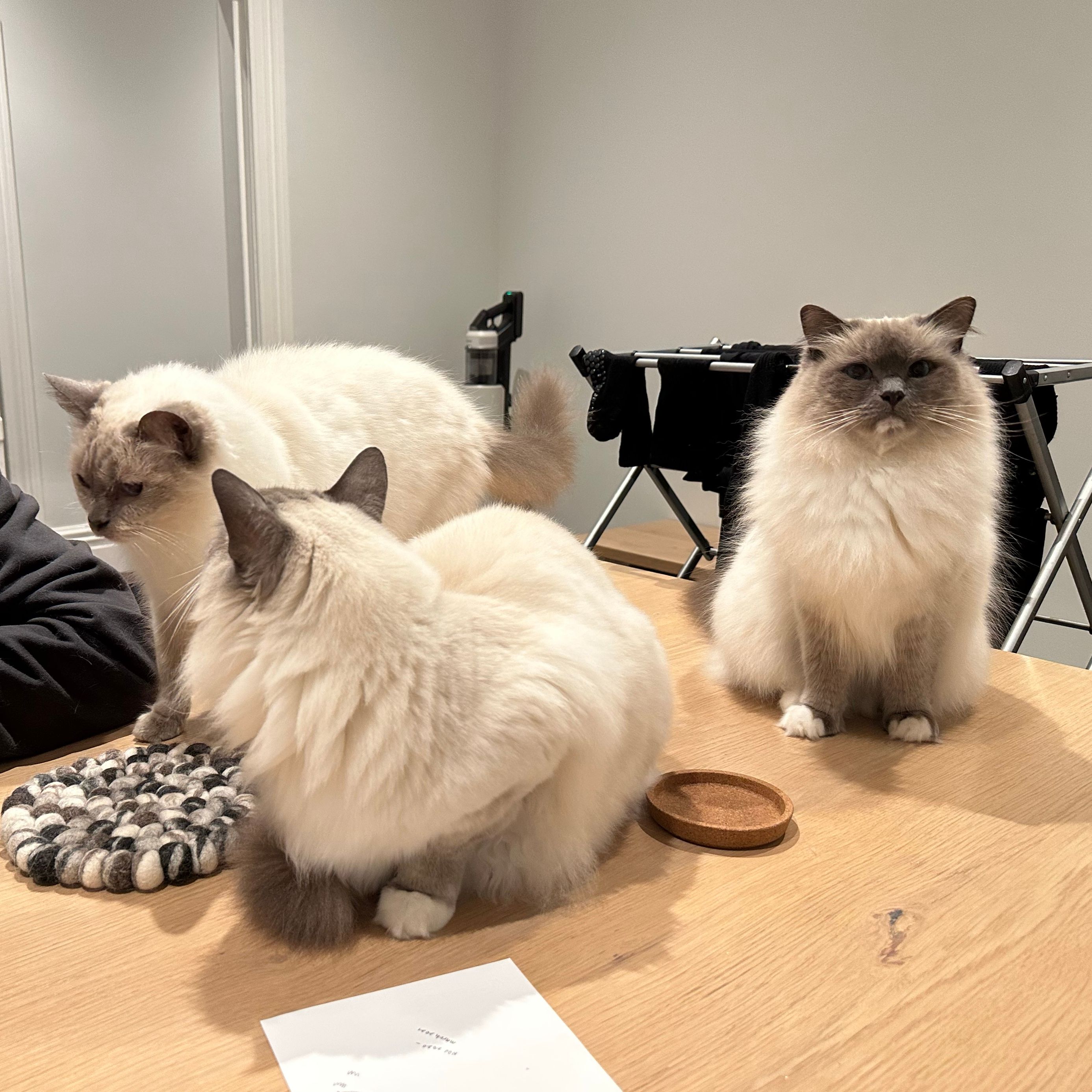 Lou, Saff & Luna