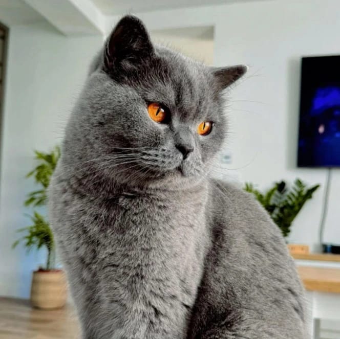 Mia