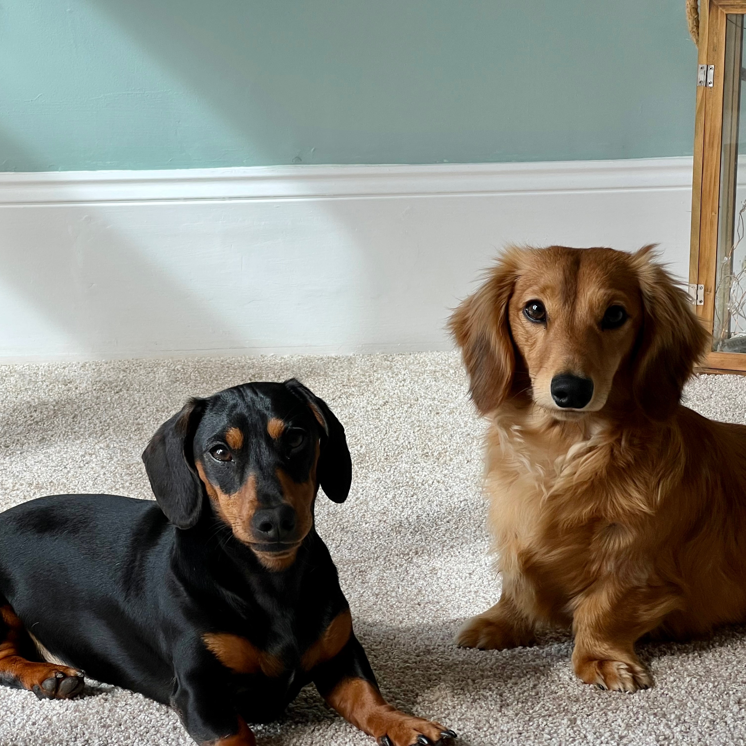 Frankie & Oscar (now live in England)