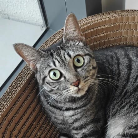 Santos
