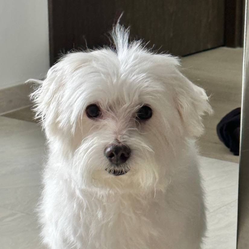 Peppy Phua