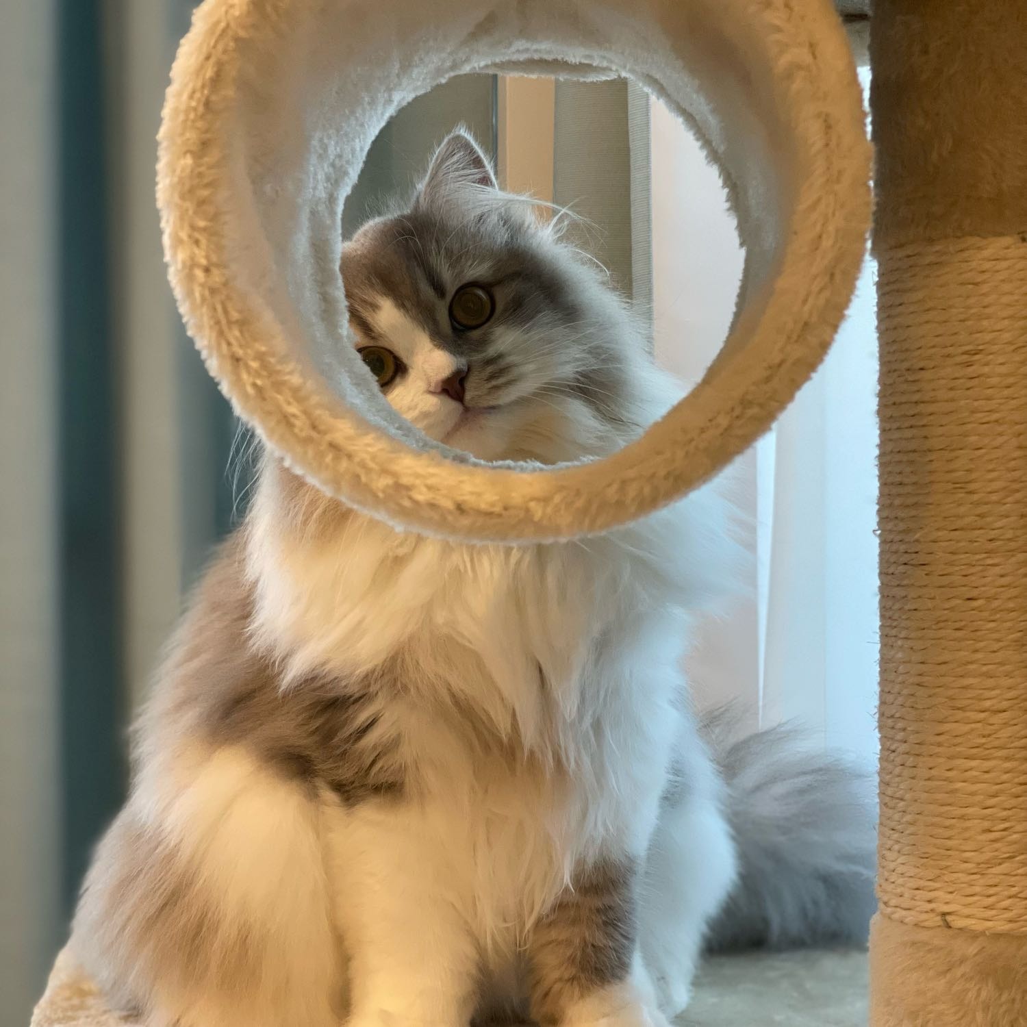 Vivian