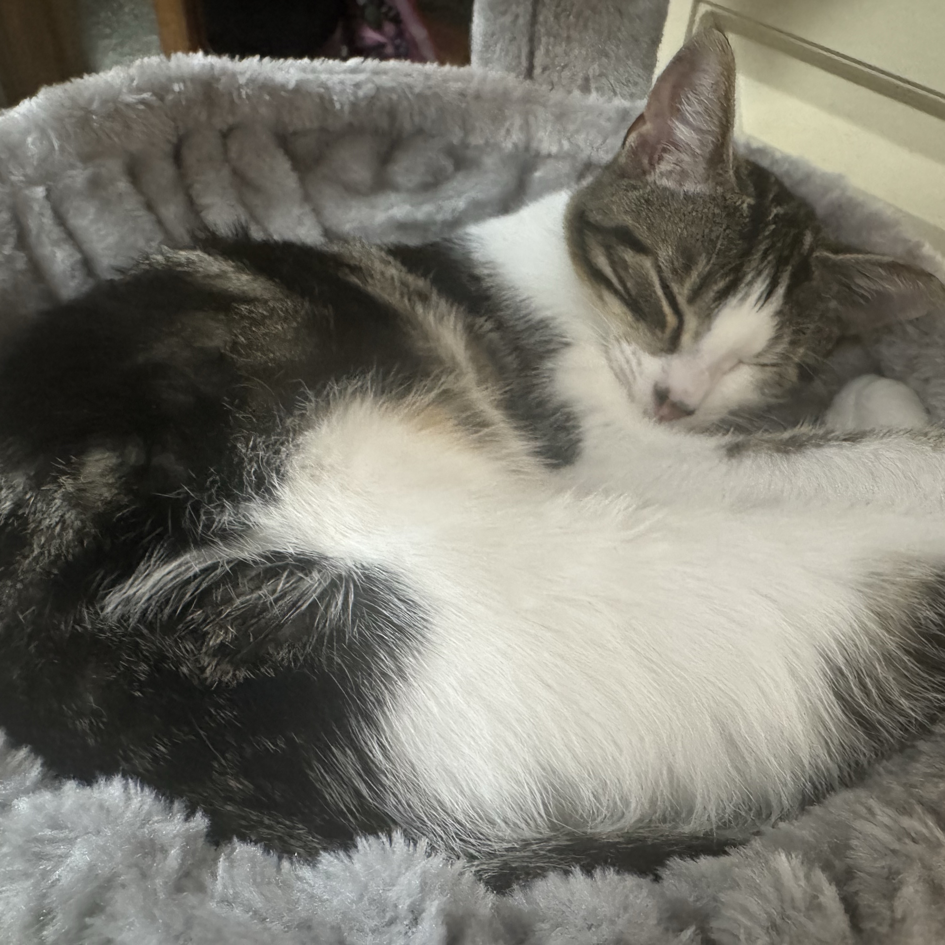 Charlie - Foster Cat (available for adoption)