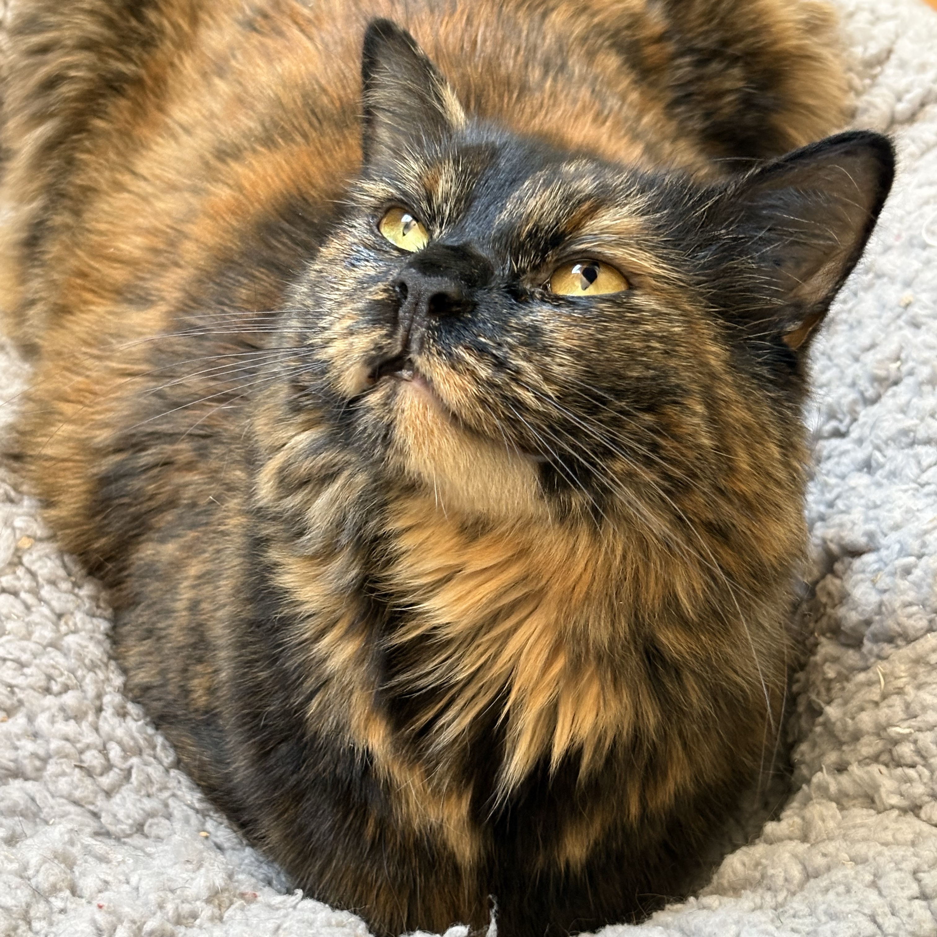 Nyx