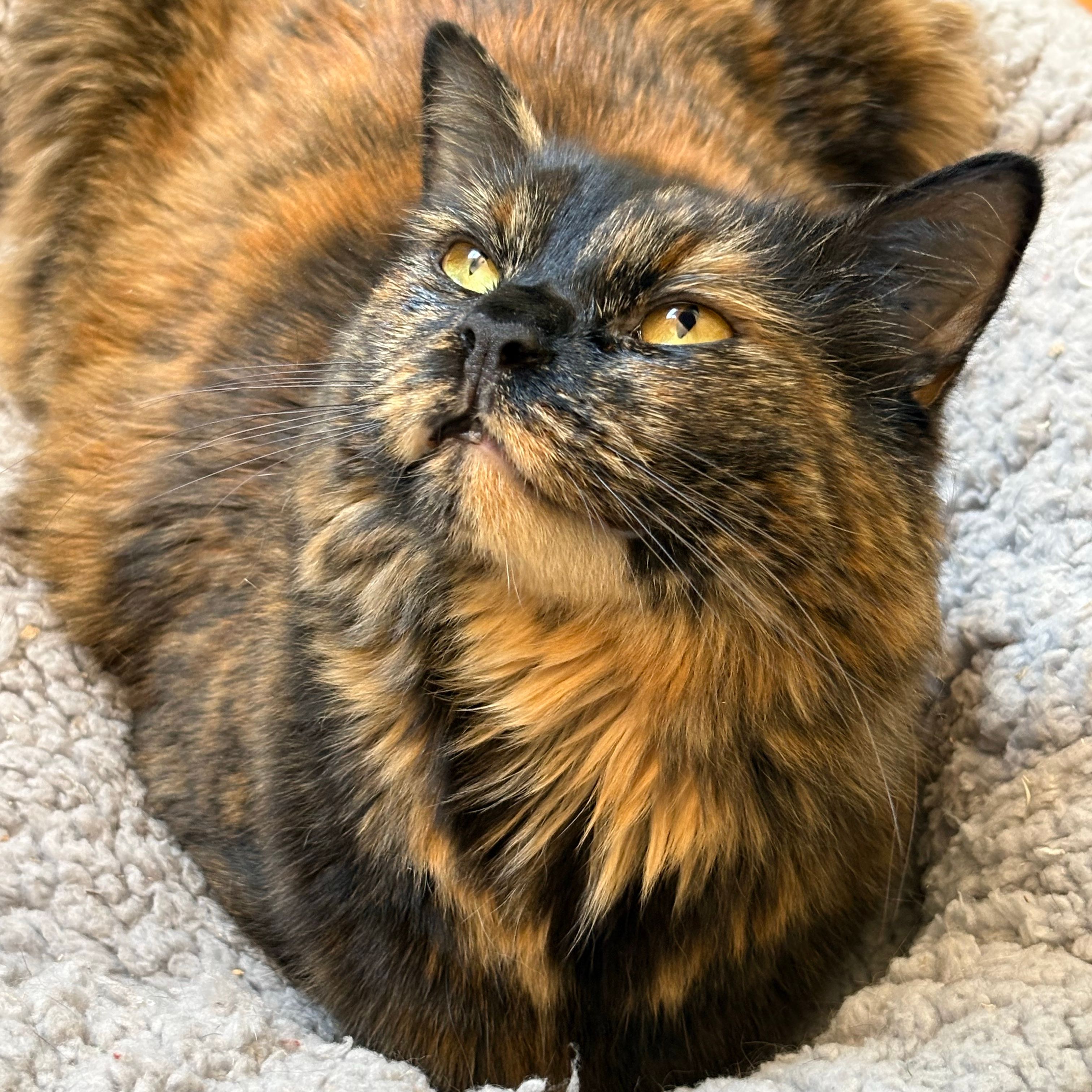 Nyx