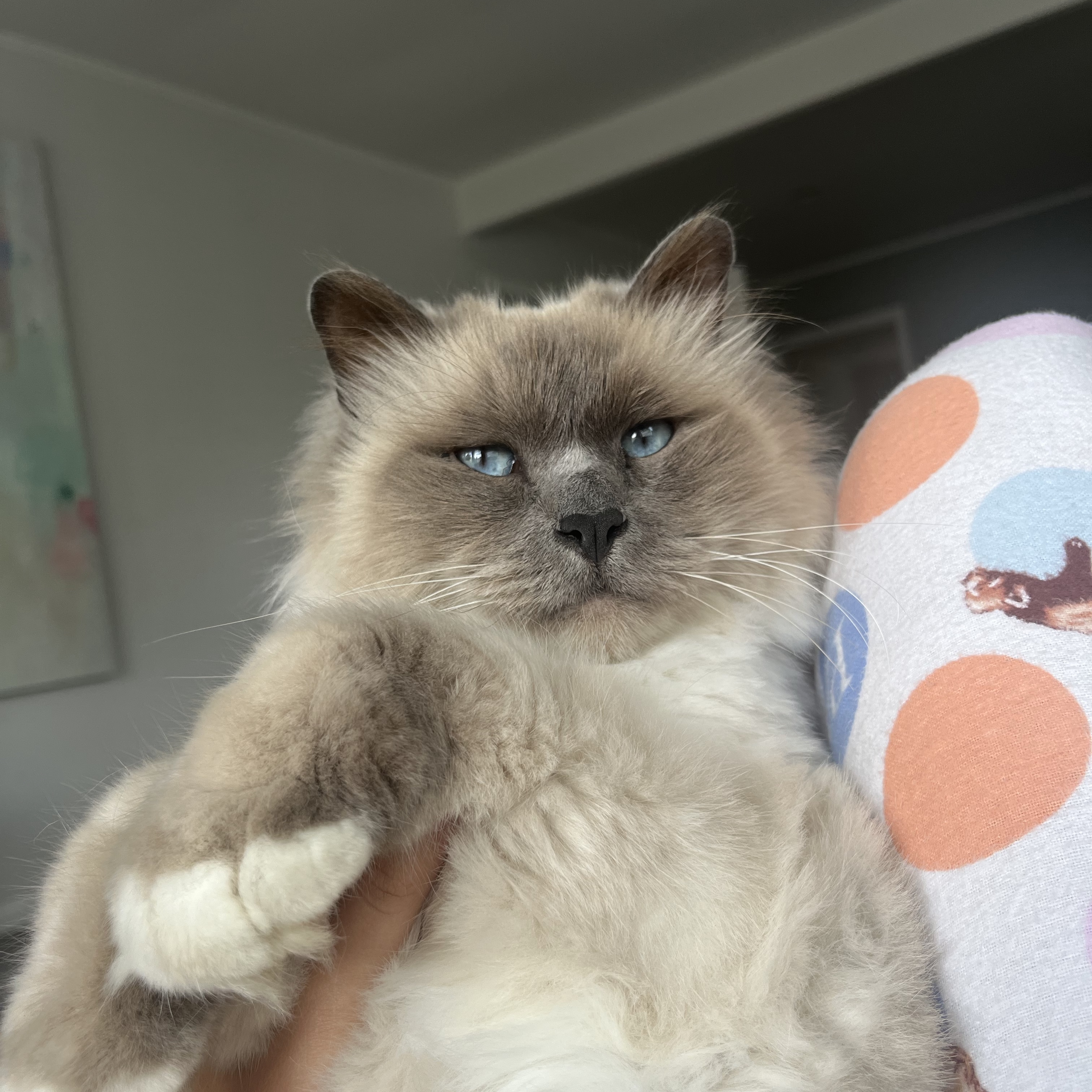 Benny 