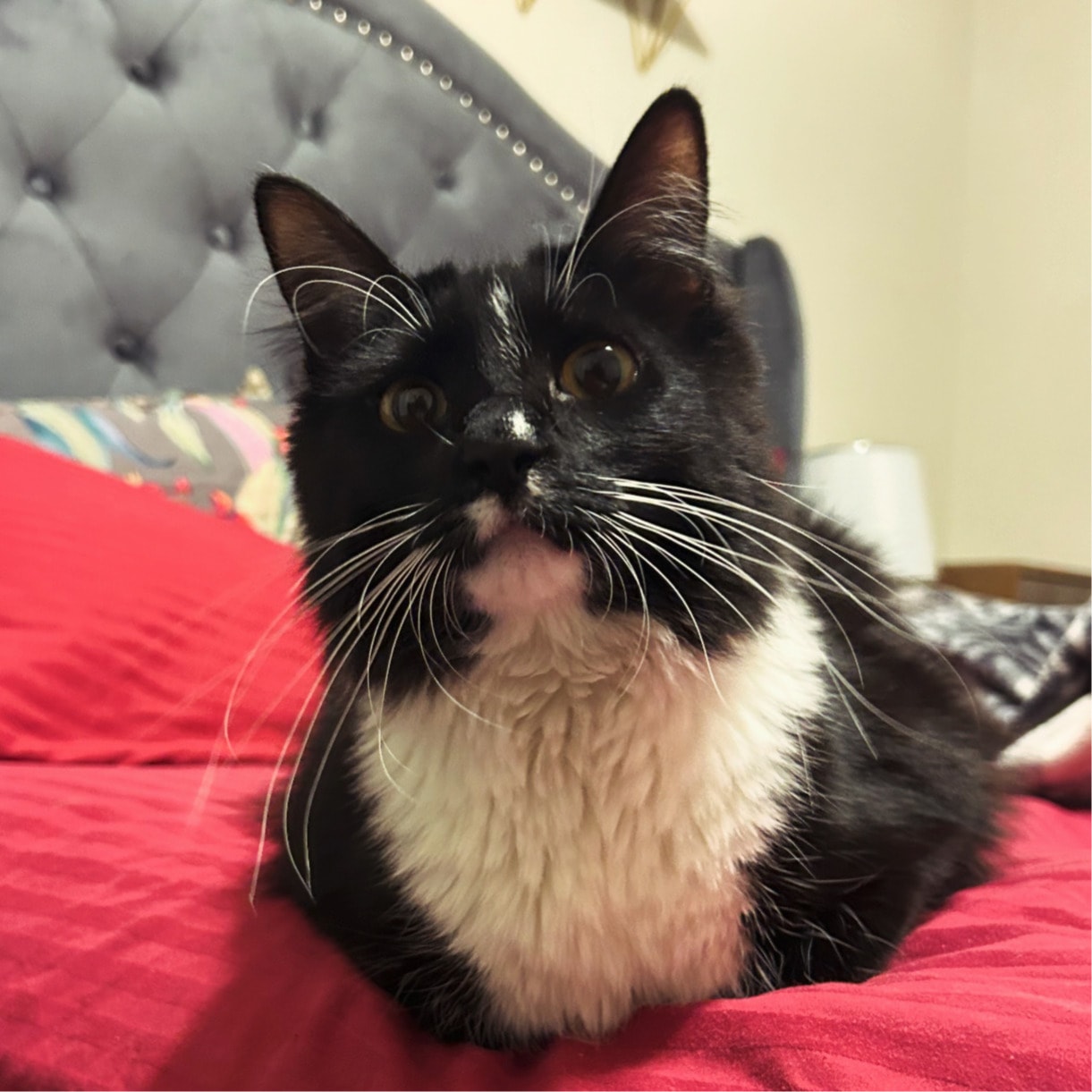 Oreo