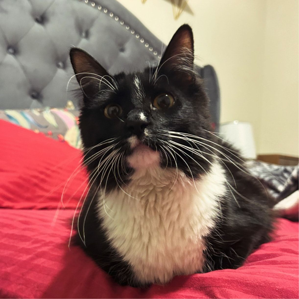 Oreo