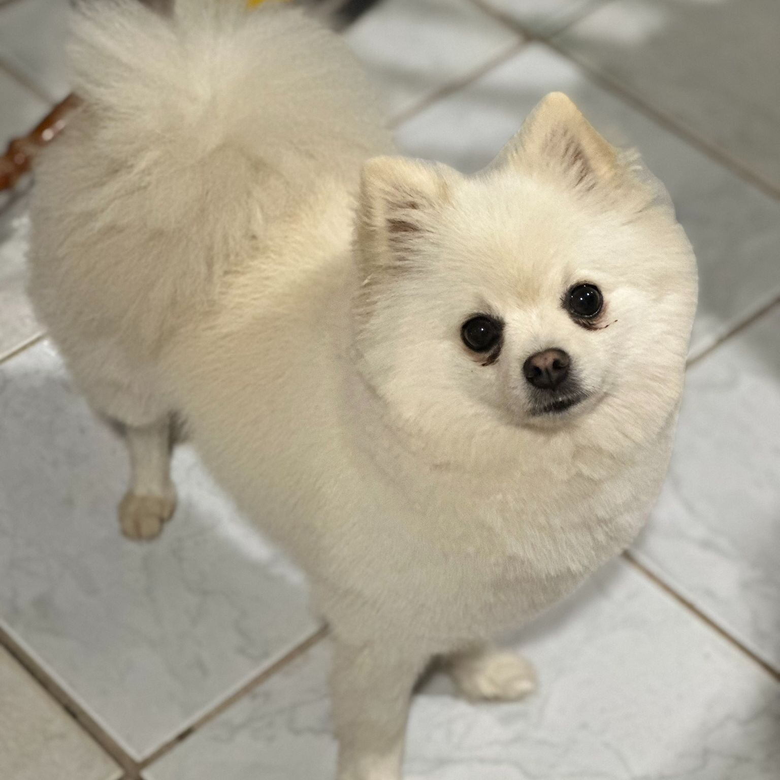 Romeo