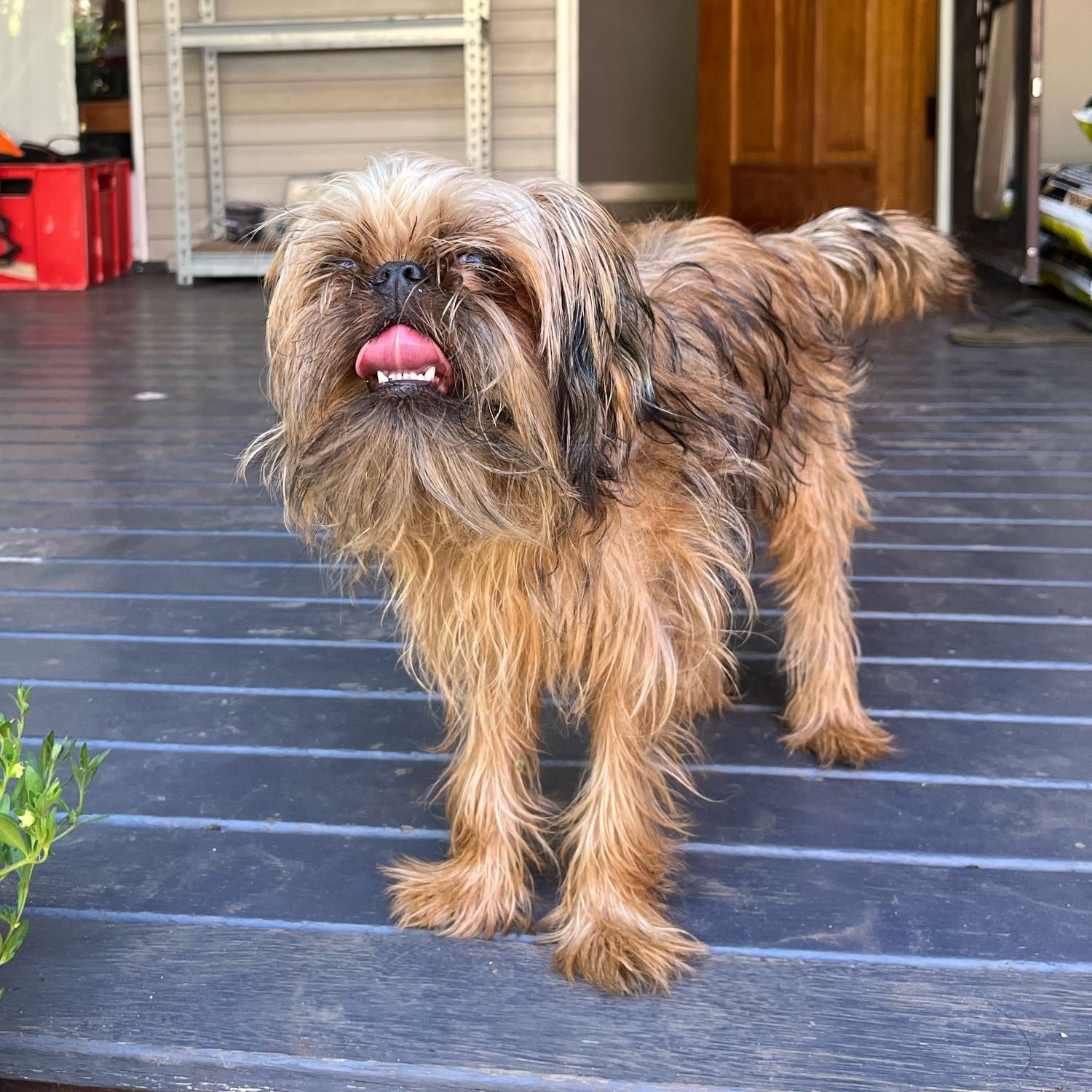 Wicket