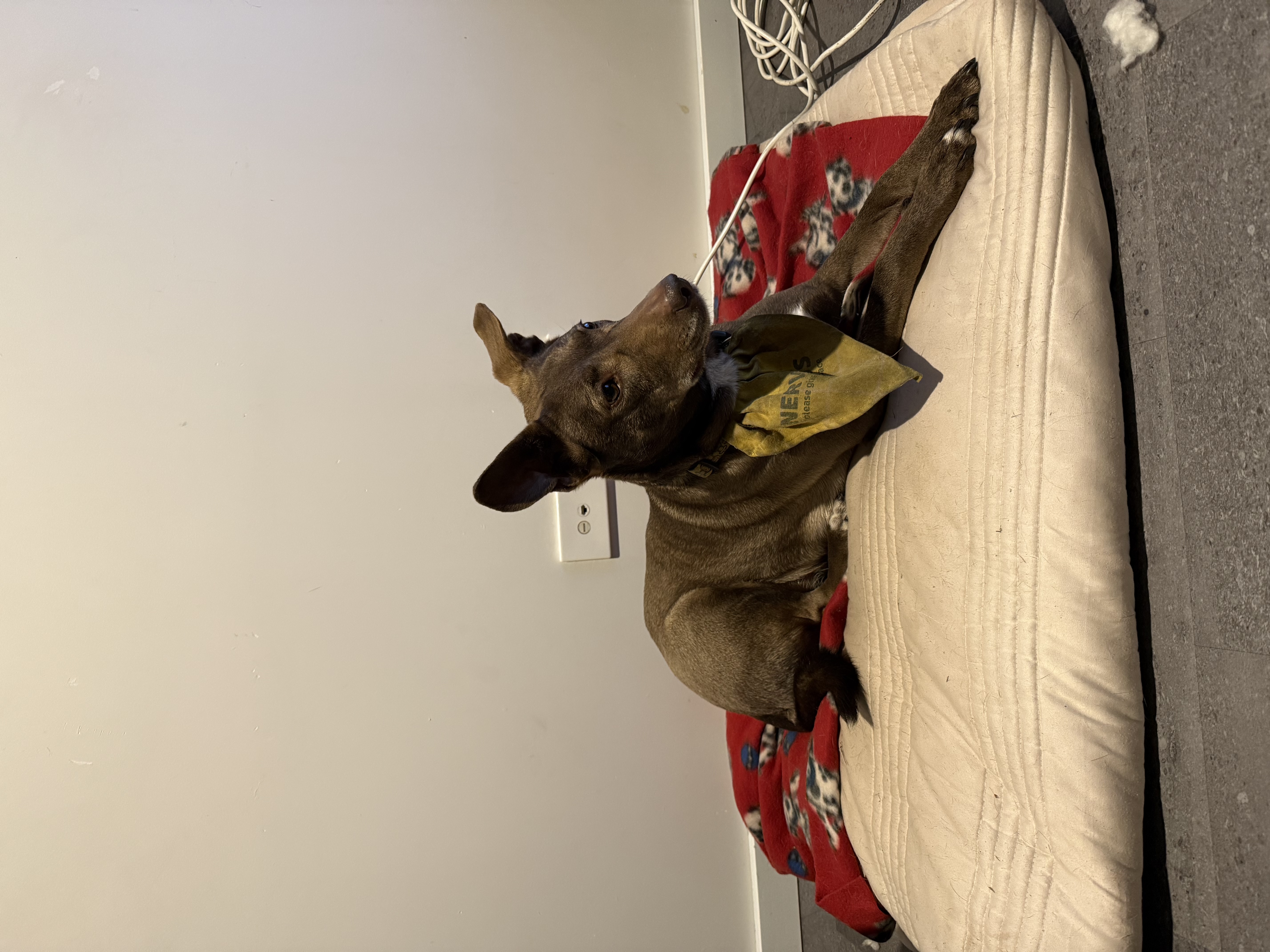 image-4