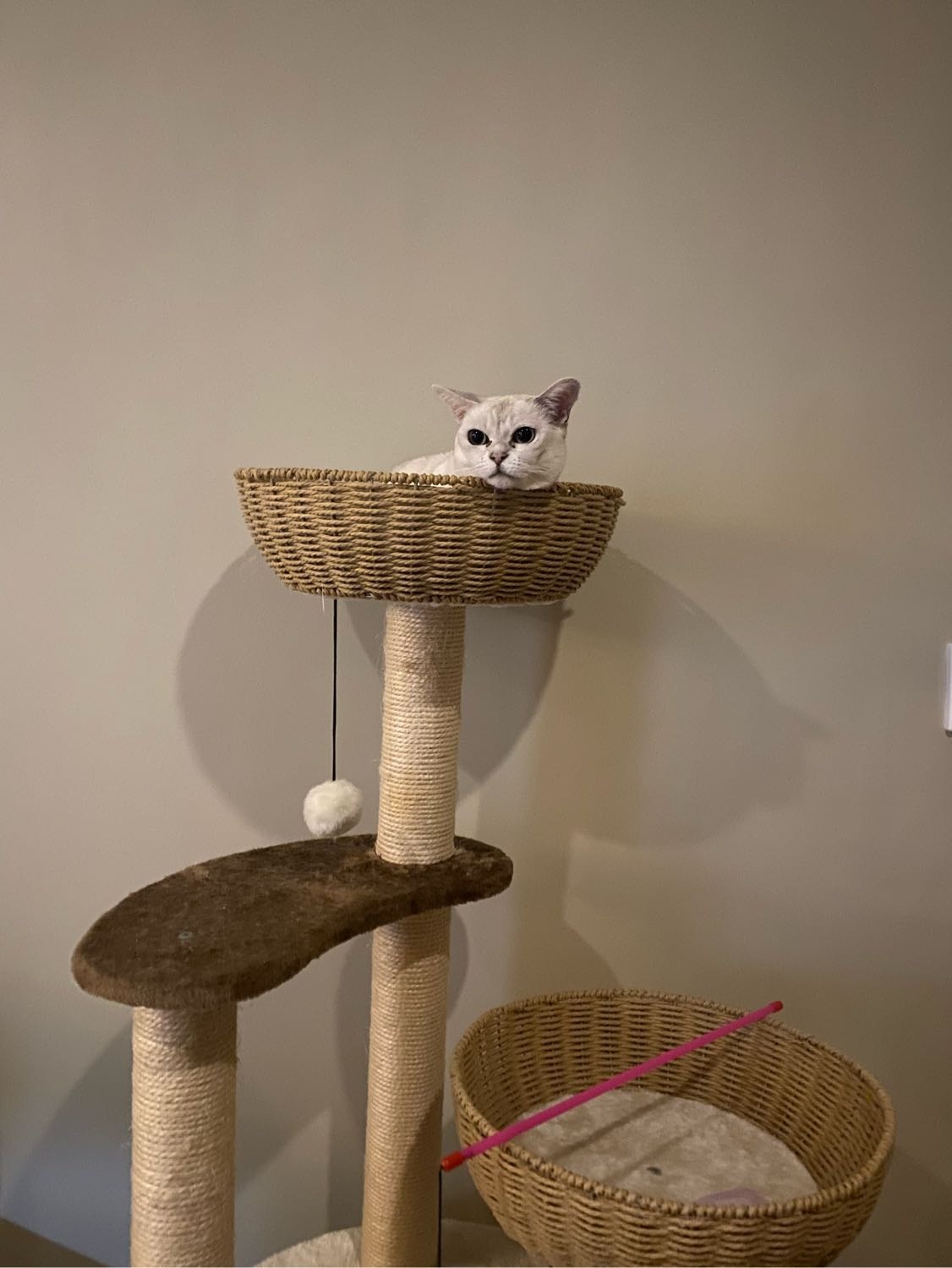 image-1