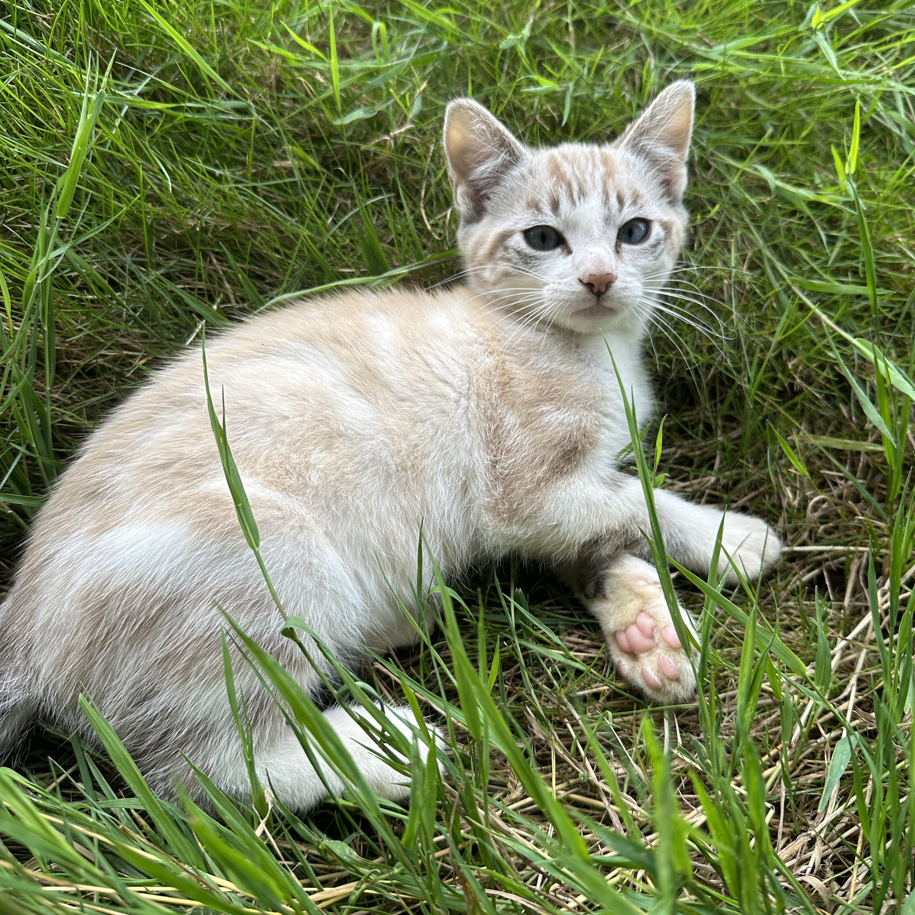 Tigrou