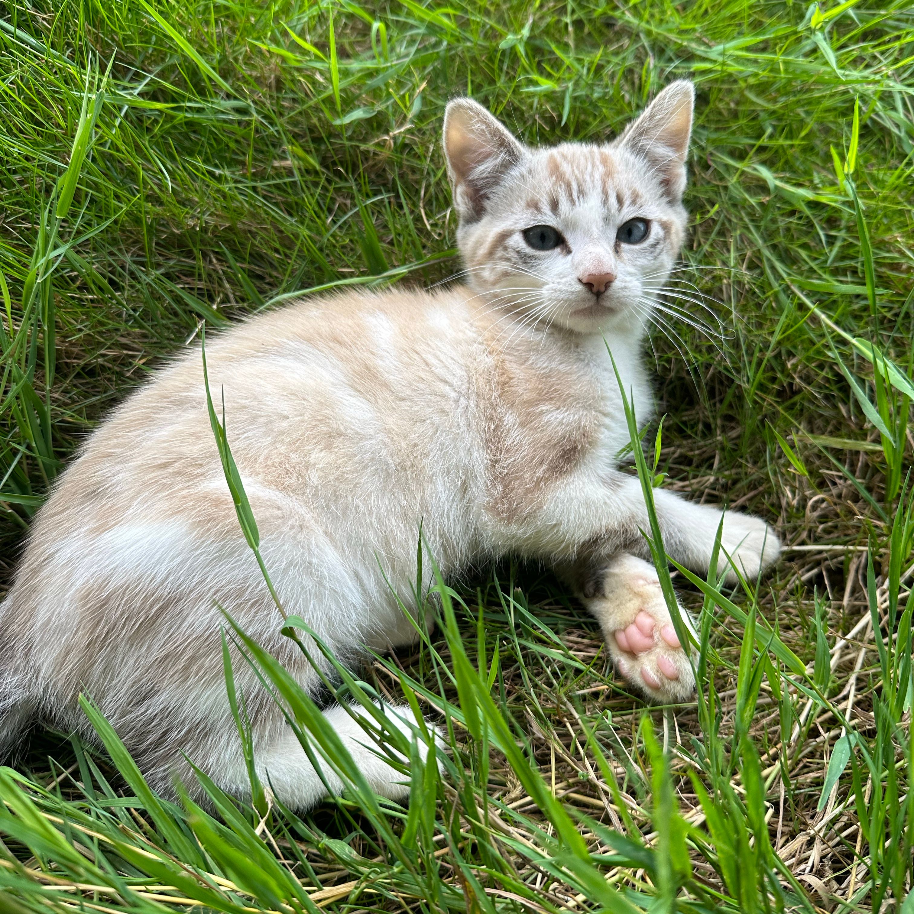 Tigrou