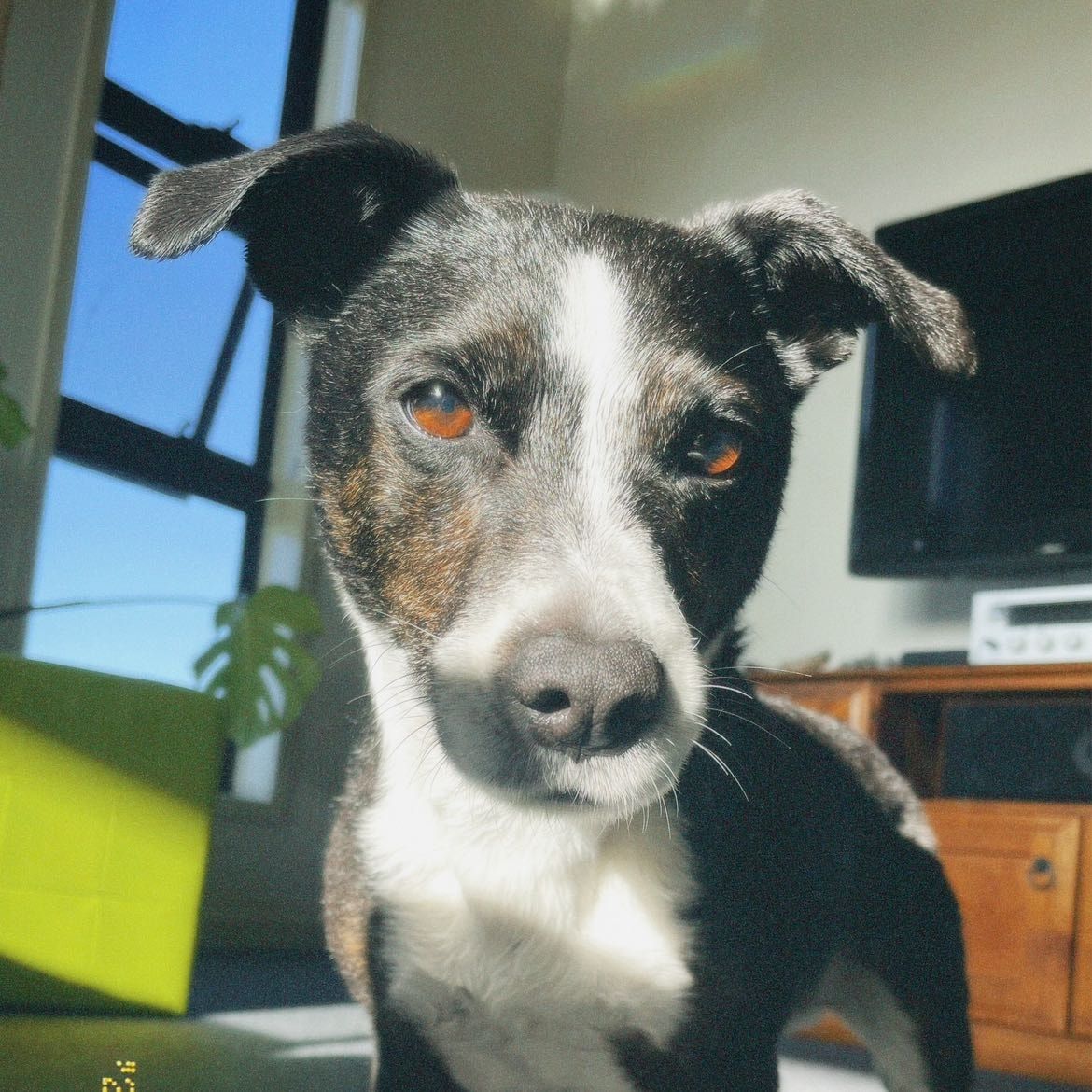 Oreo