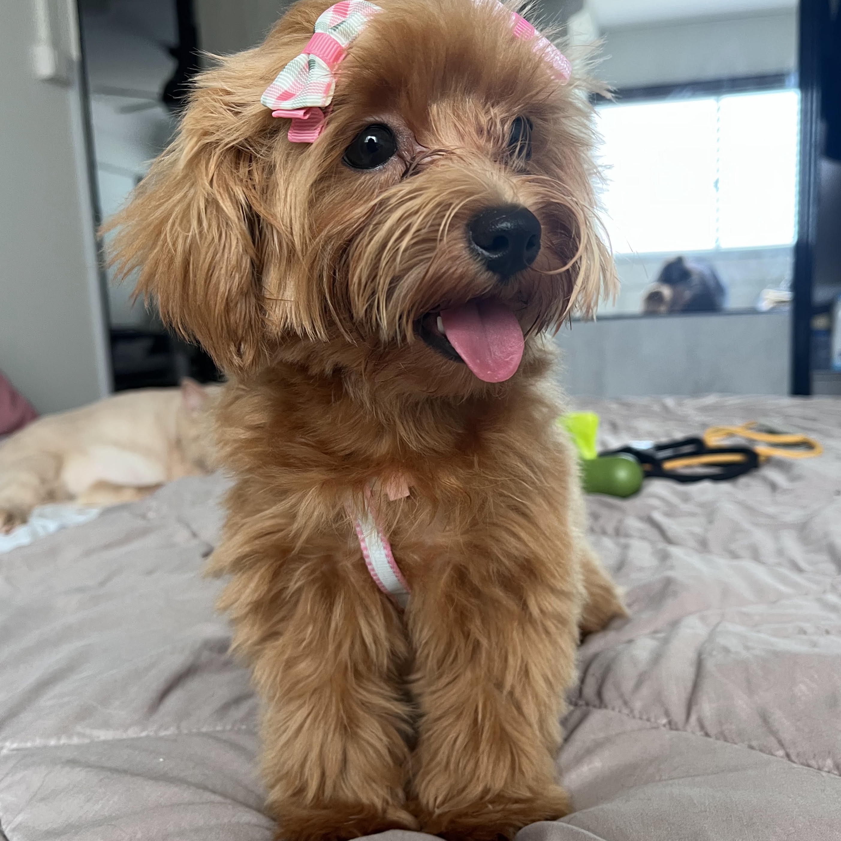 MeiMei
