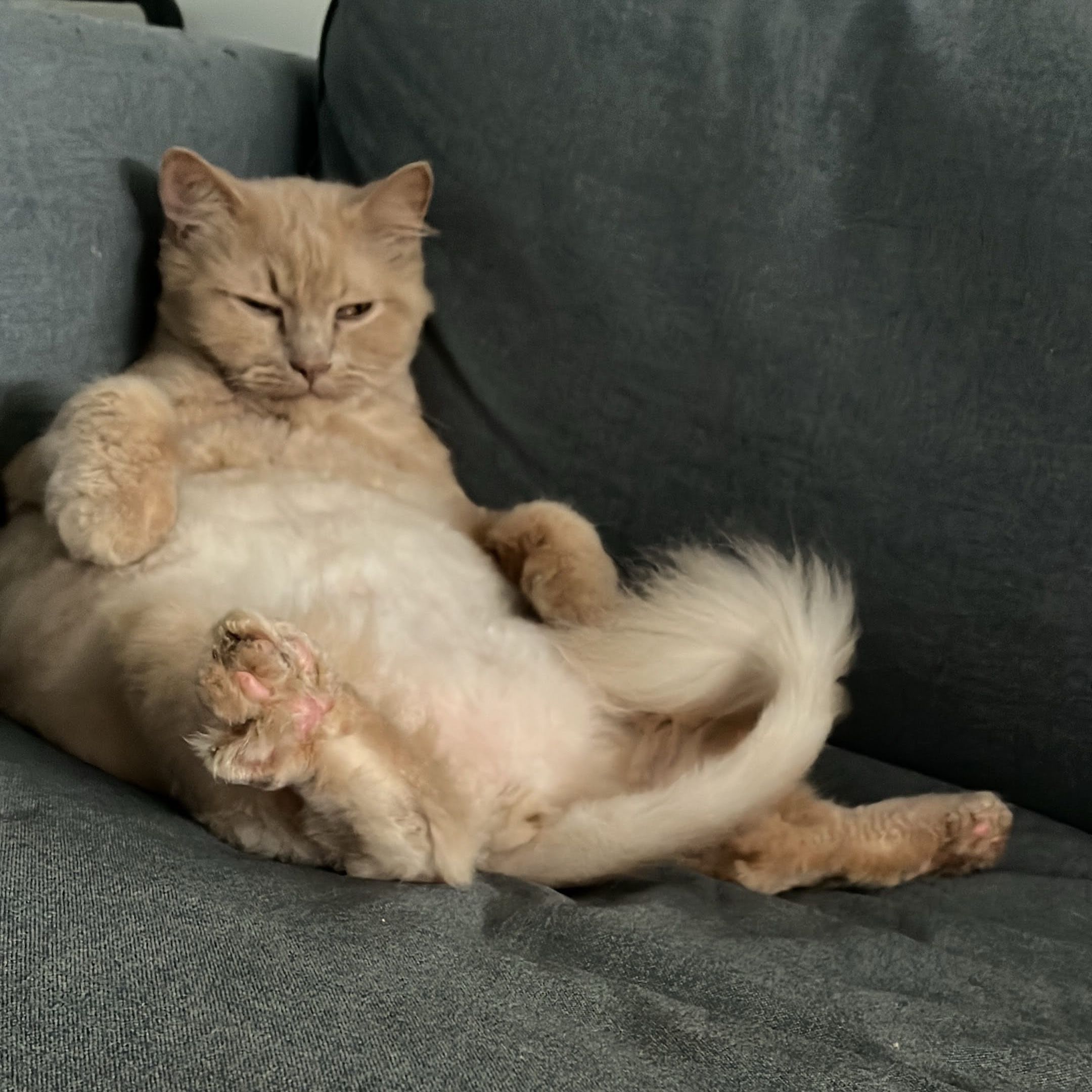 Simba