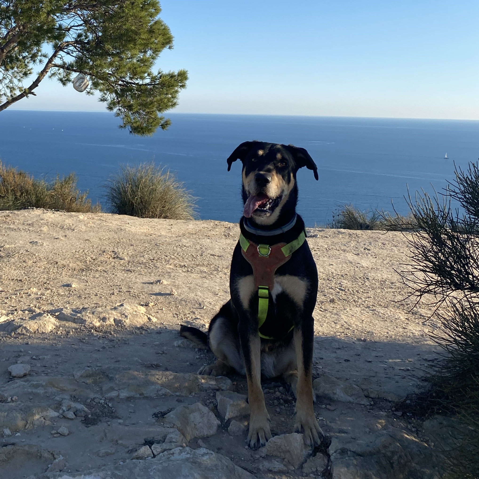 Nala 