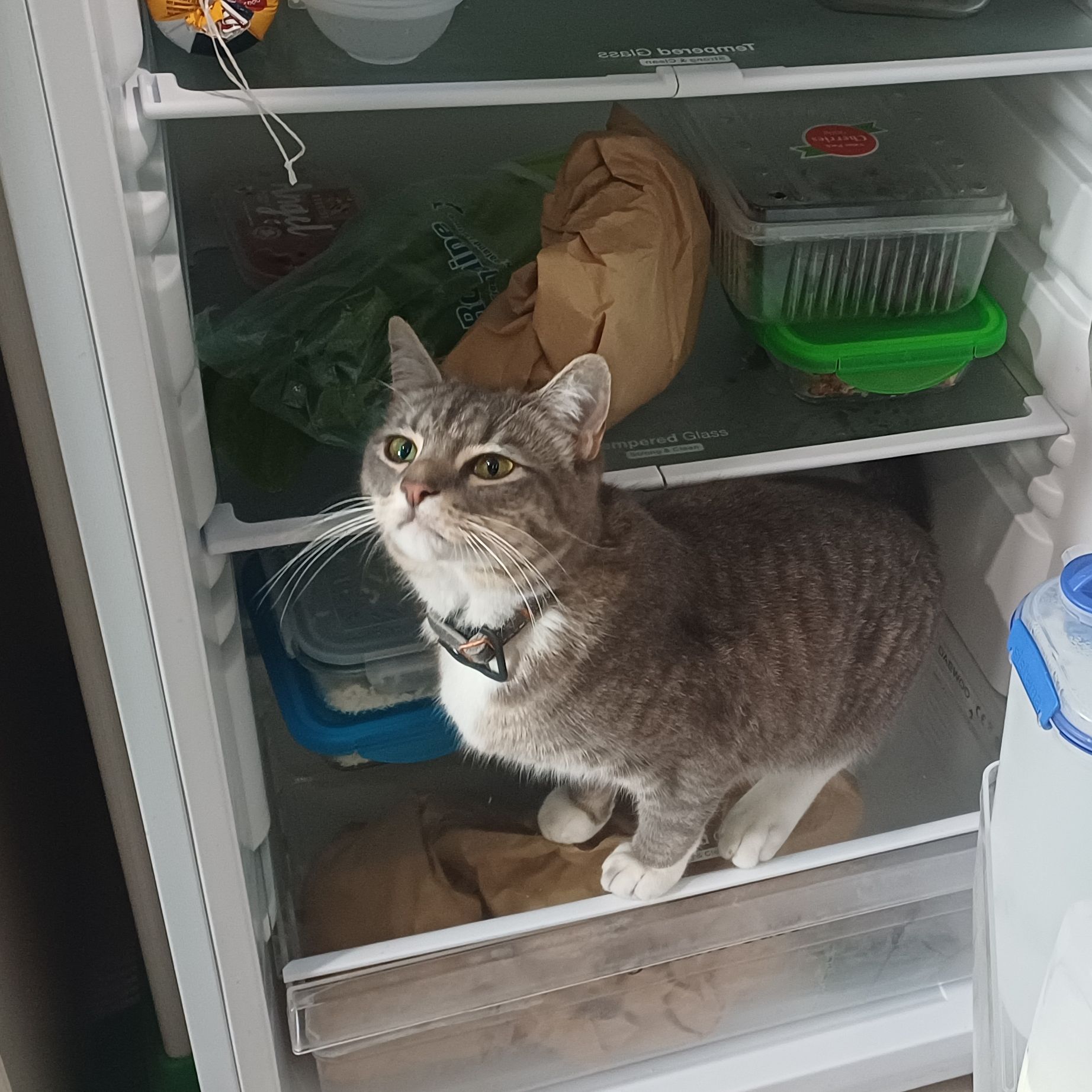 Grey Cat