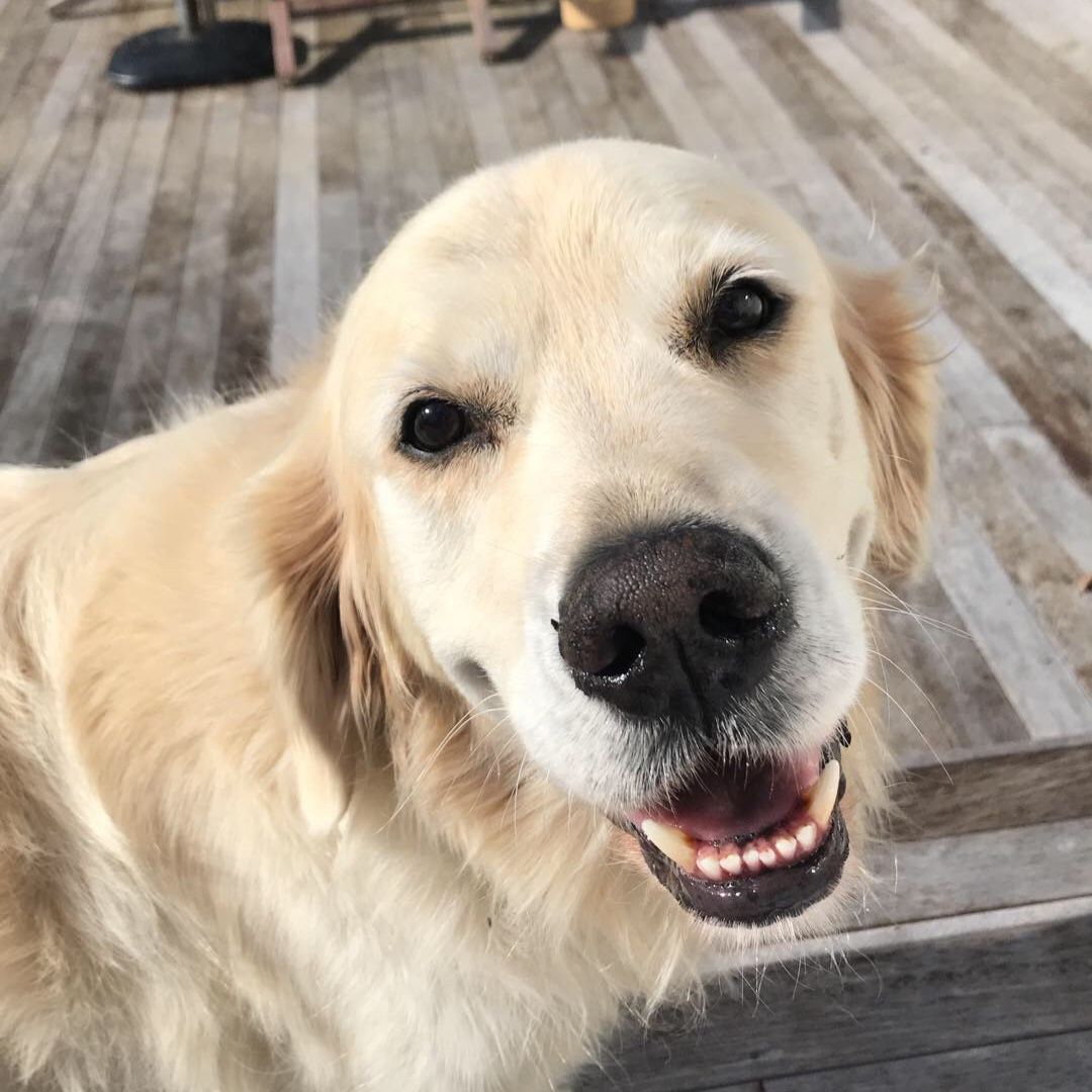Harley