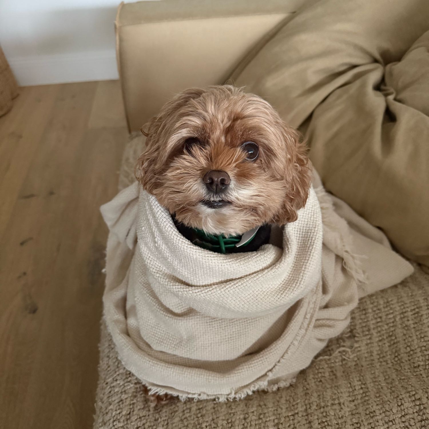 Twistie 
