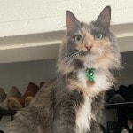 Cosmo