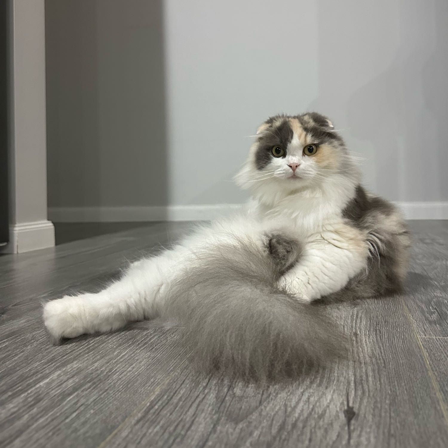 Sesame