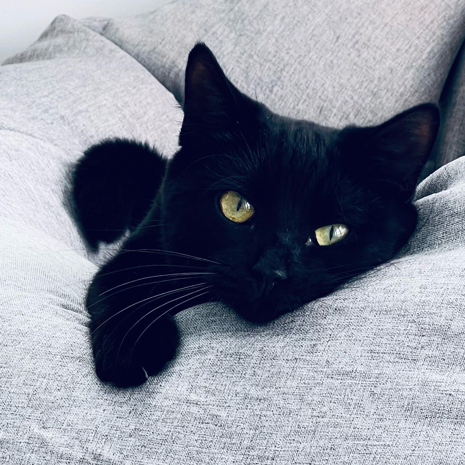 Rosie 