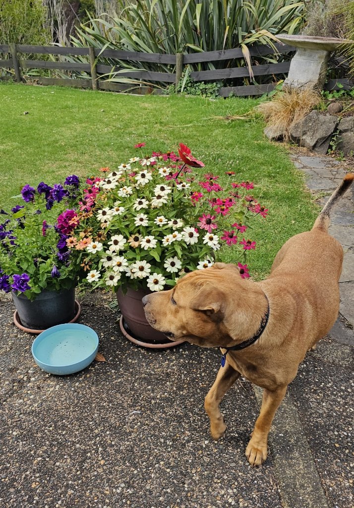 image-18