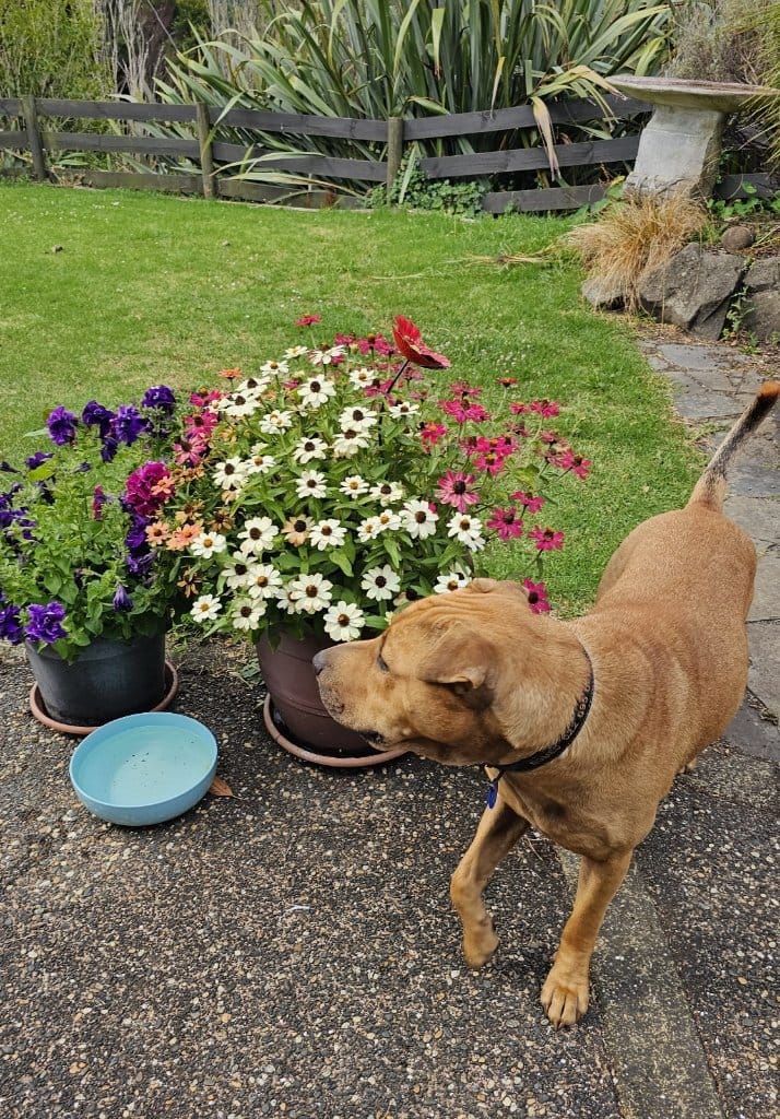 image-18