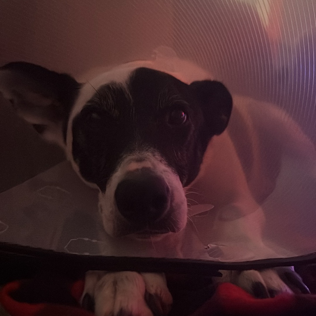 Bandit