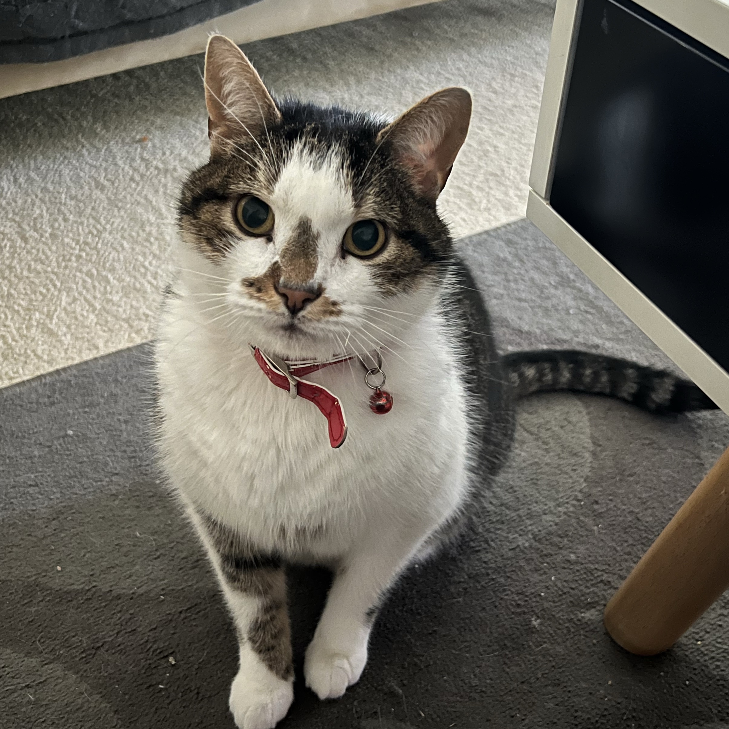 kitty