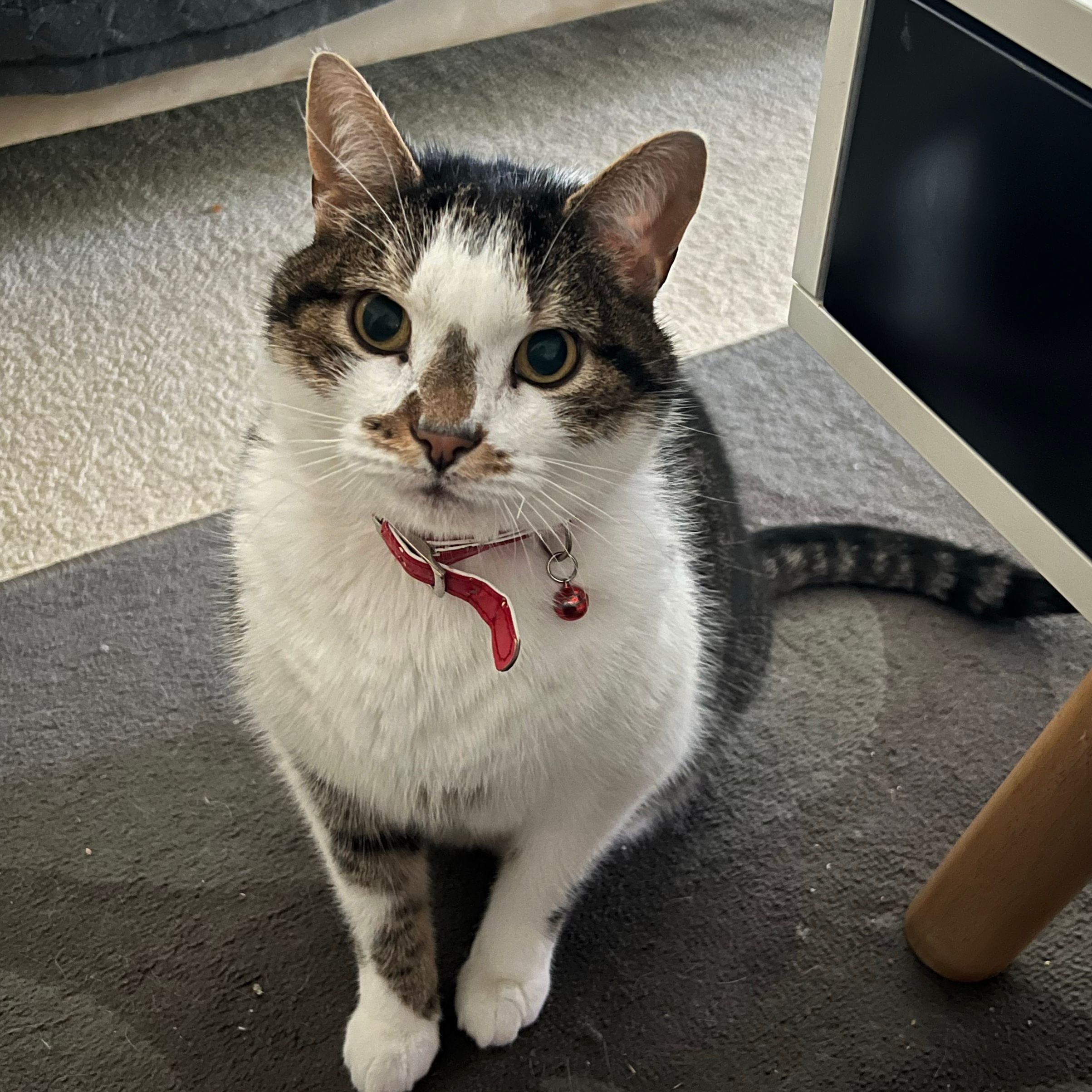 kitty