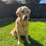 Gemma