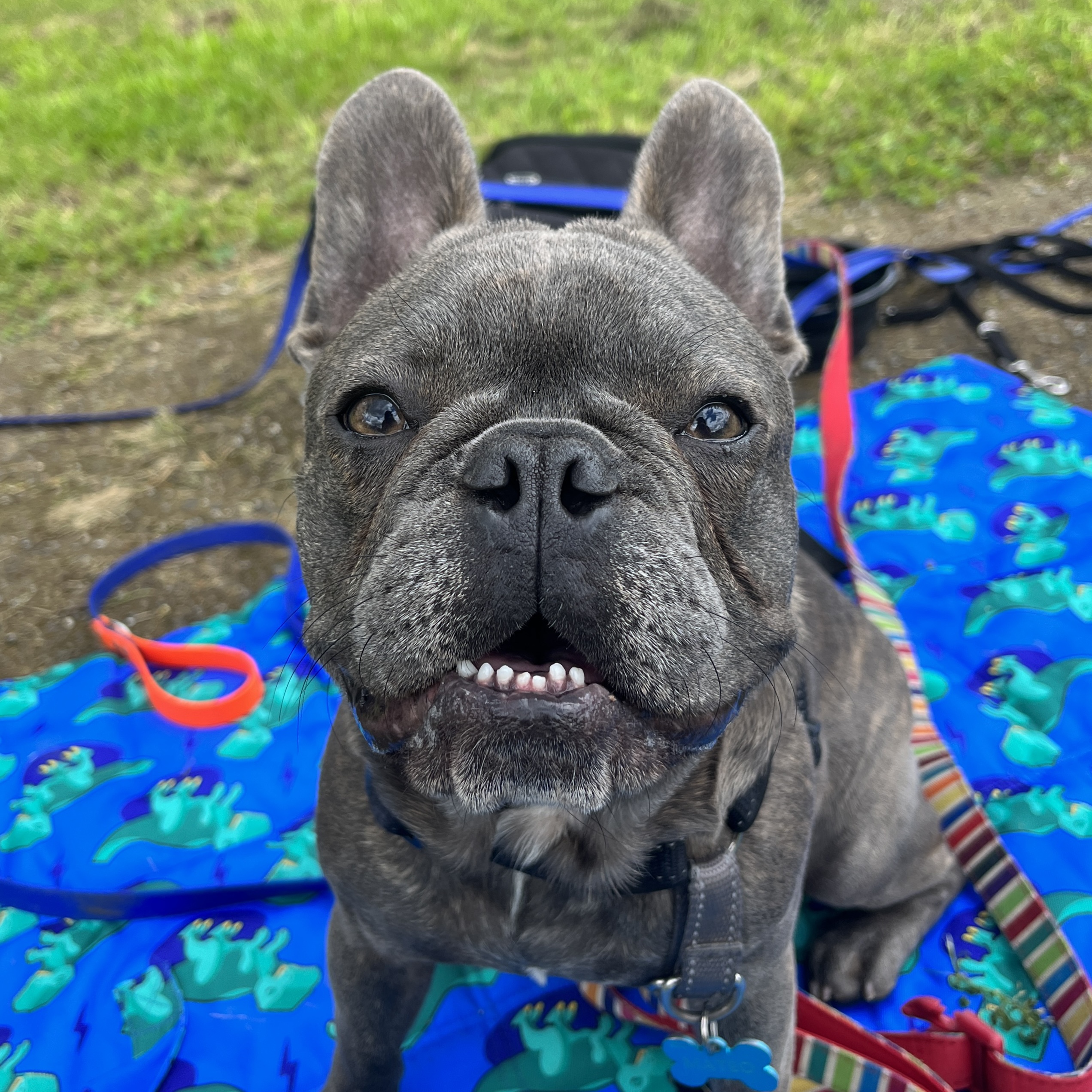 Mateo