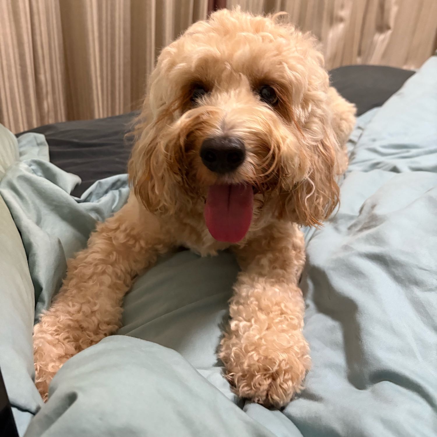 Mylo