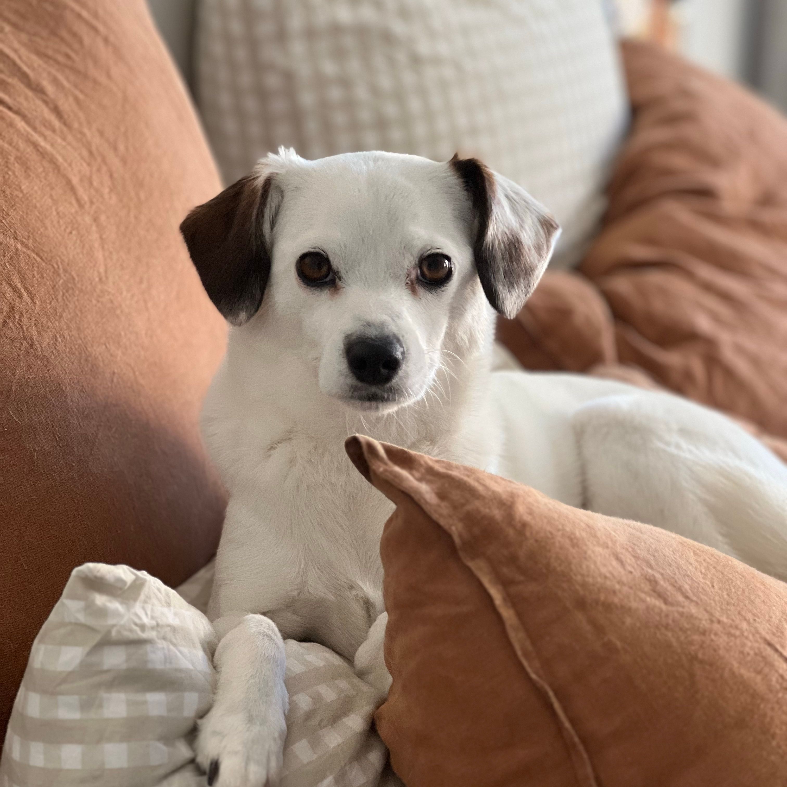 Dixie