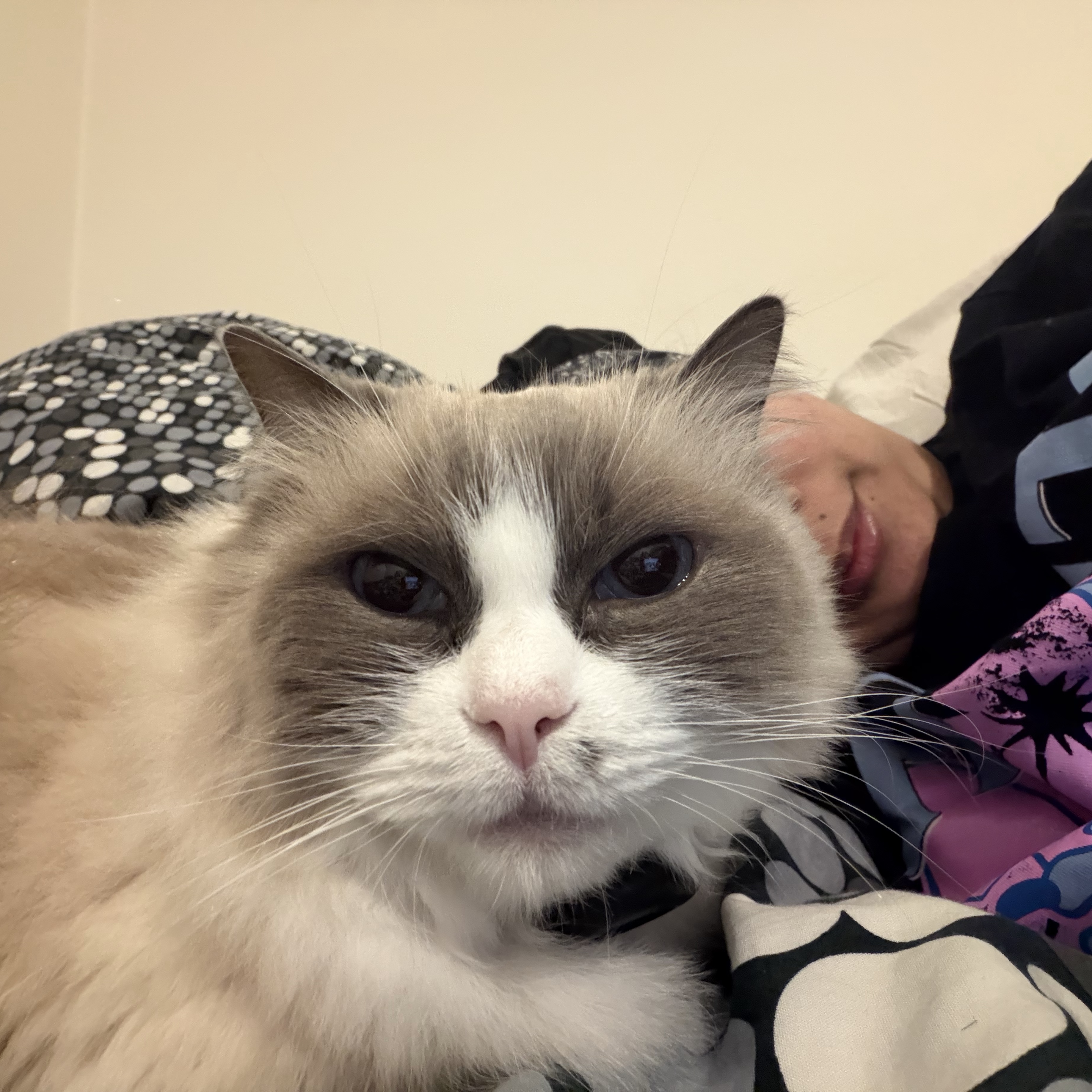 Lulu