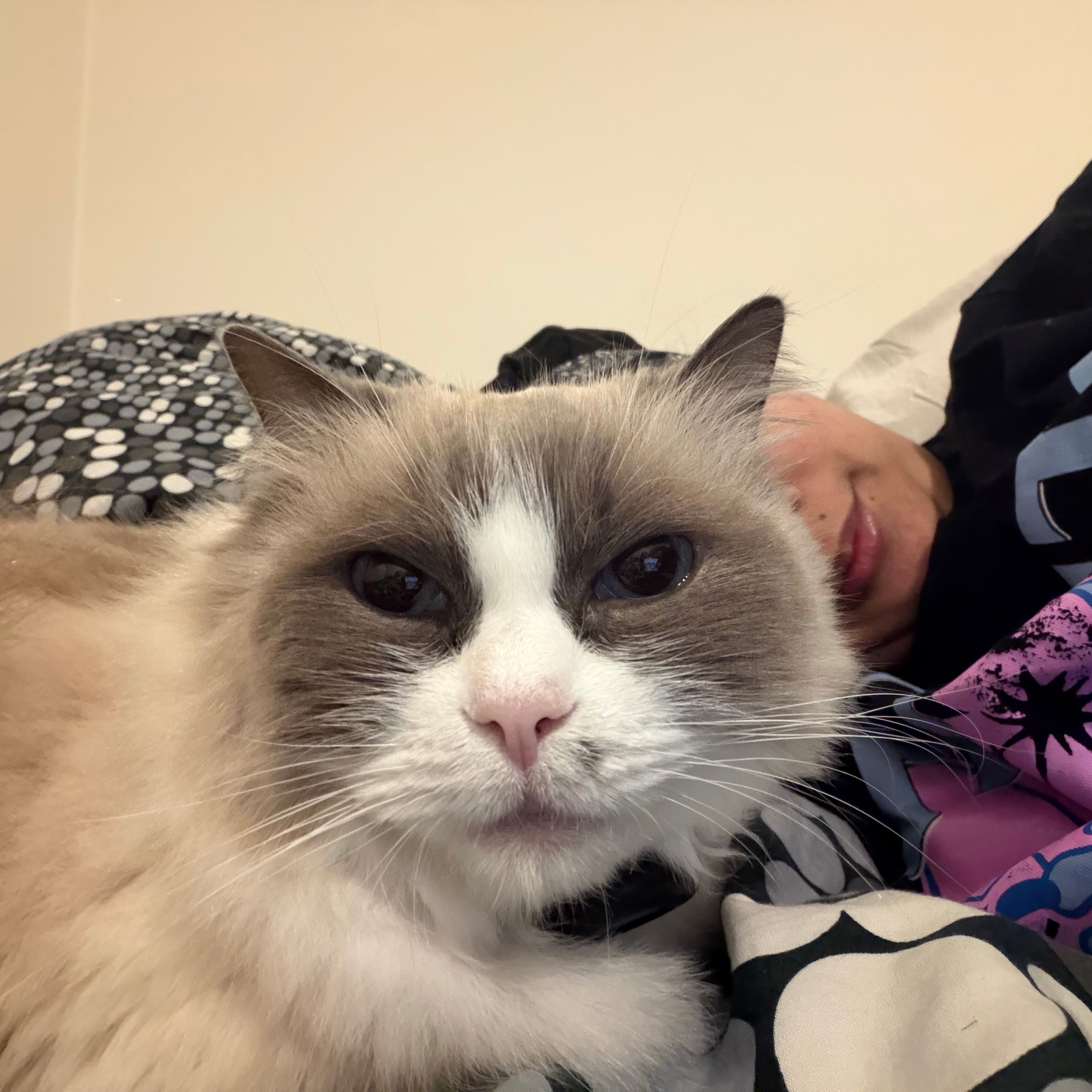 Lulu