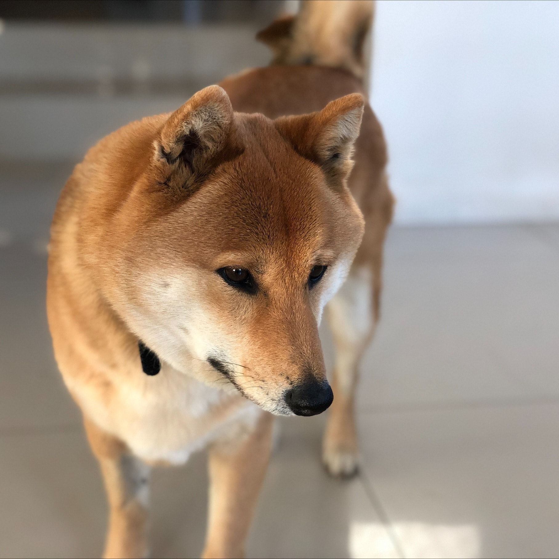 Nobi