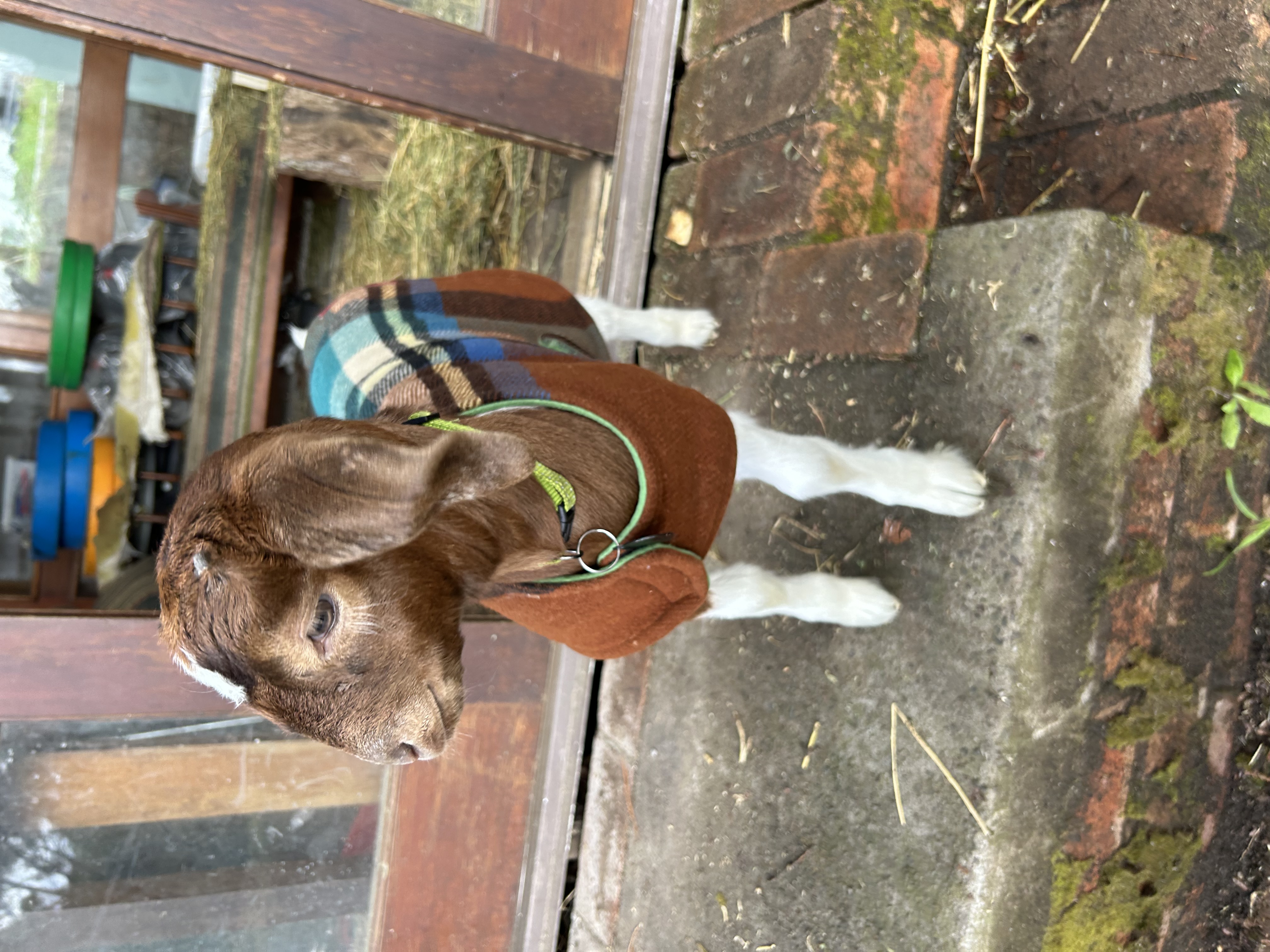 image-6