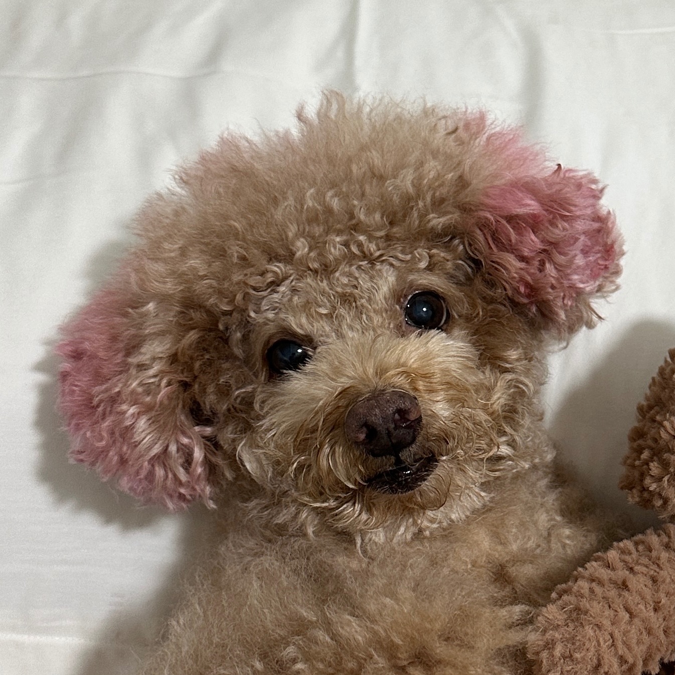 Coco