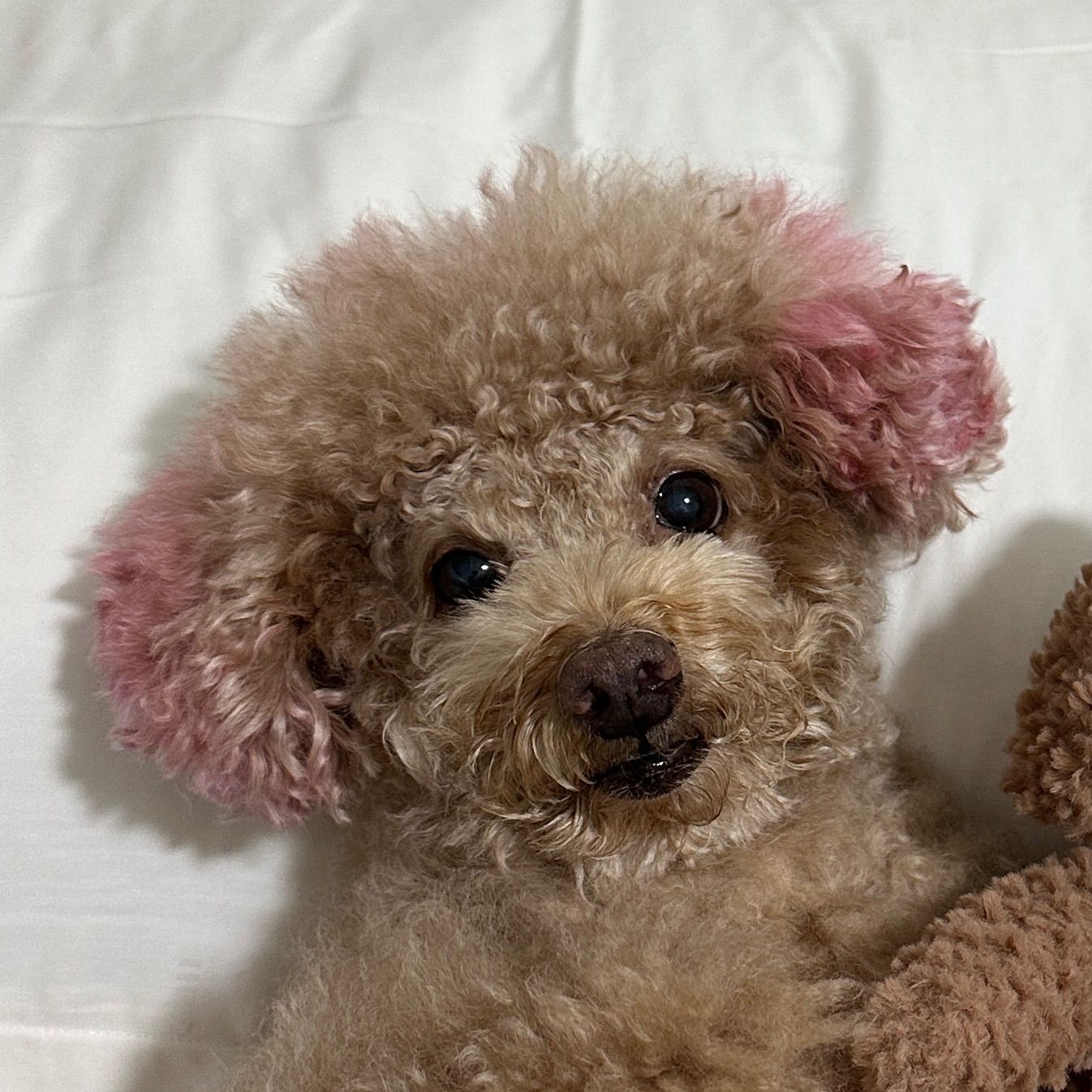 Coco